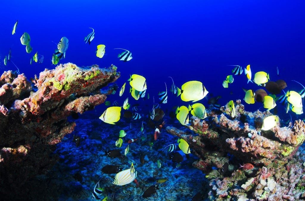 Ocean & Coastal Protection On Barbados Agenda