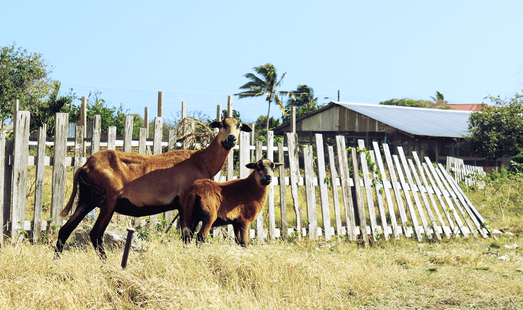 UWI Receives Equipment For Black Belly Sheep Project