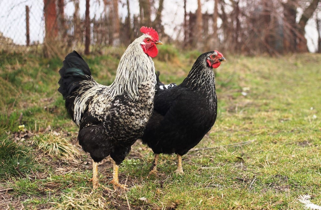 Ban Lifted On UK Poultry