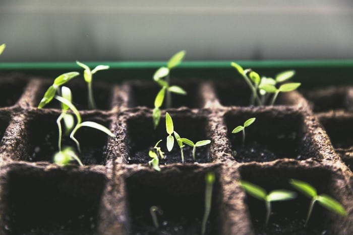 Ministry Of Agriculture Plant Clinic