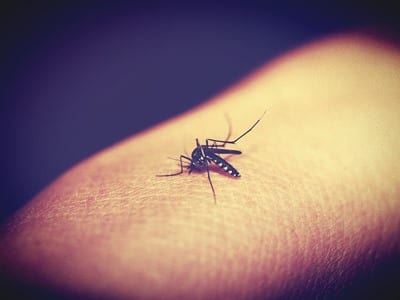 Public Lecture On Mosquito-Borne Diseases