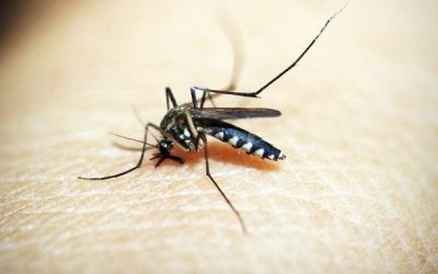 National Mosquito Fair Now On May 24