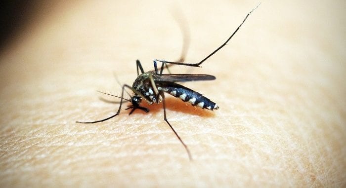 Increase In Cases Of Dengue Fever
