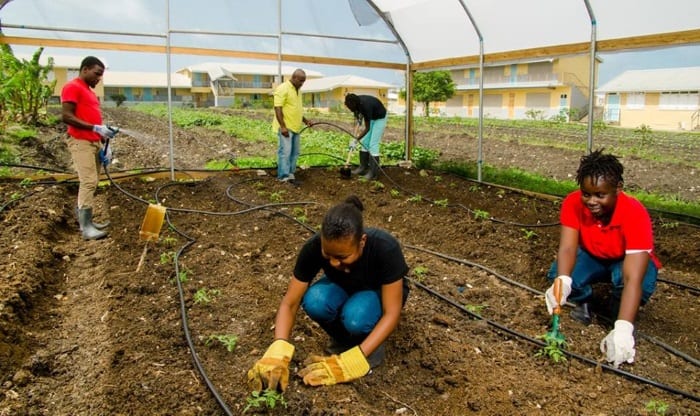 Agriculture A Viable Option For Students In Barbados