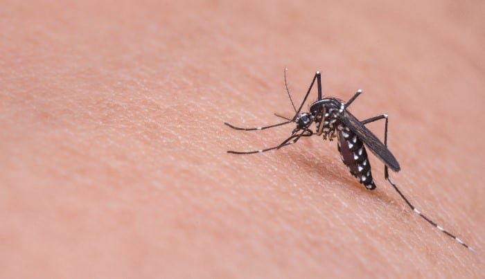Dengue Still A Priority Area For Government