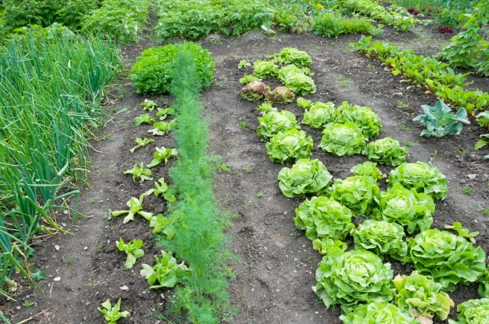 Learn Skills To Grow Your Own Food