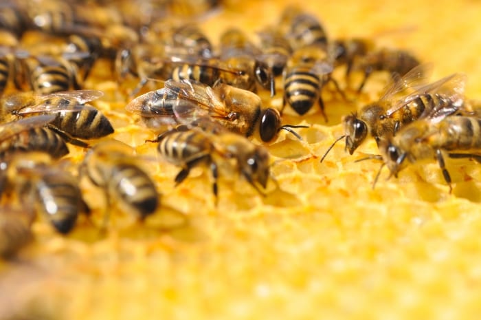 Beekeeping Forum On March 23