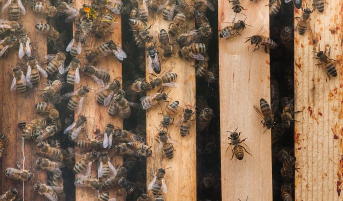 Beekeeping Workshop Starts Tomorrow