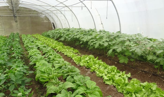 Greenhouse To Relaunch At Harrison College March 7