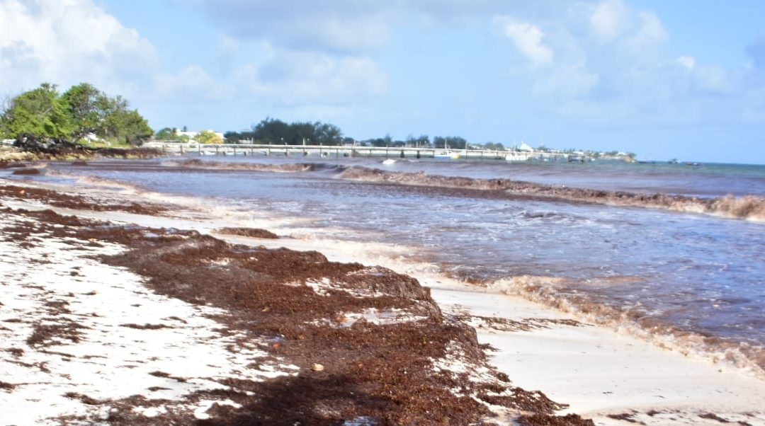 Discoloured Water Caused By Sargassum