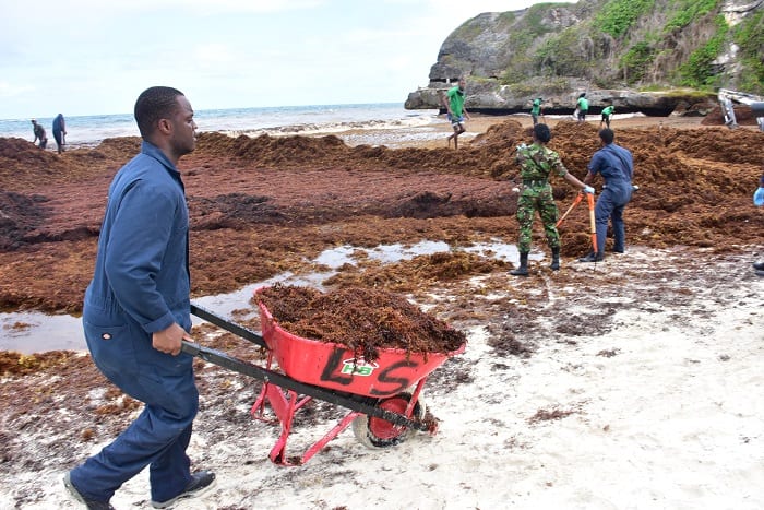 Barbados Benefits From US$2 Million For Sargassum Fight