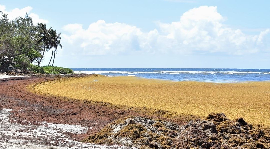 Sargassum: A National Emergency & Energy Source