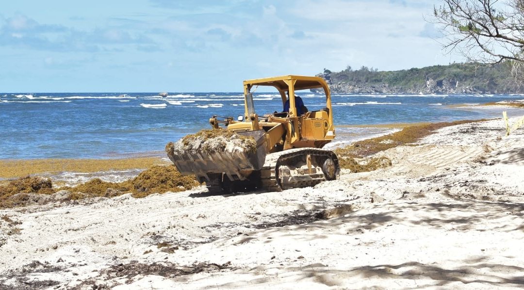 Collaboration Key In Sargassum Battle