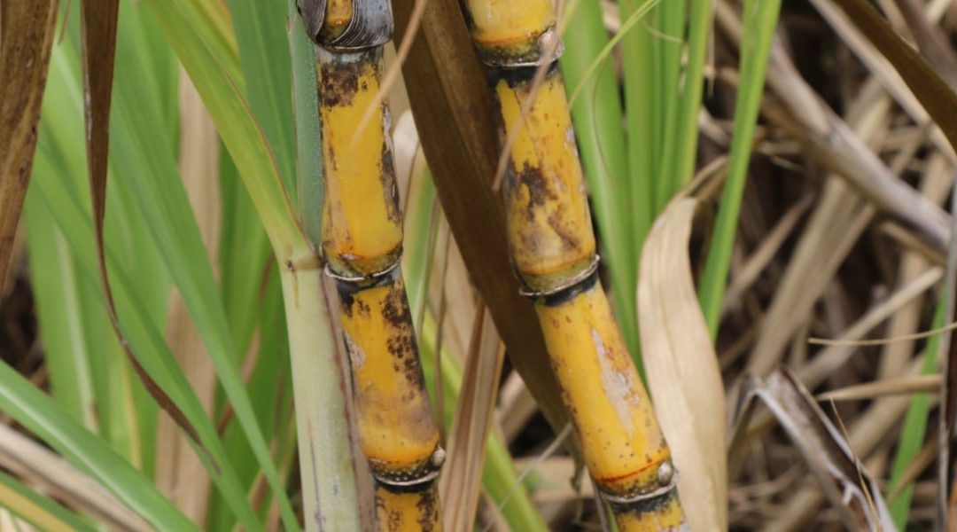 Plans To Transform Sugar Cane Industry