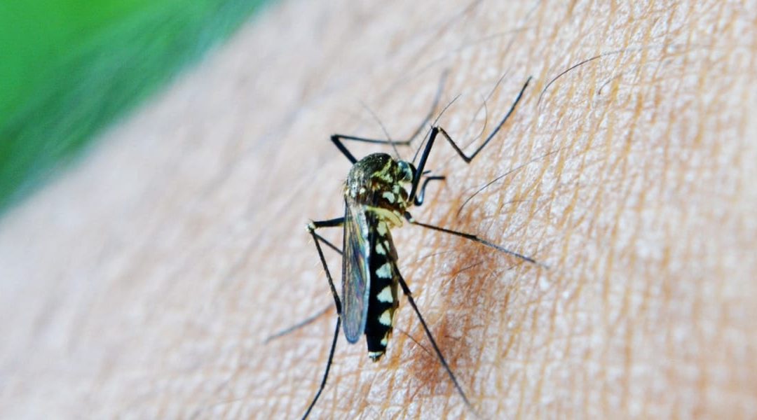 Update On Dengue Fever Outbreak