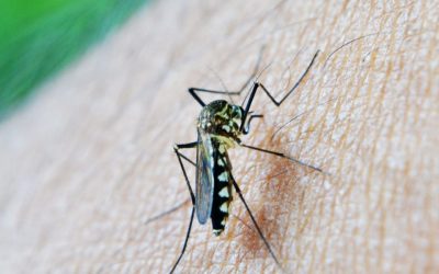 No Dengue-Related Deaths In Barbados
