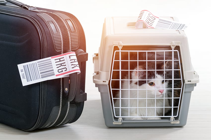 Guidelines For Importing Cats & Dogs