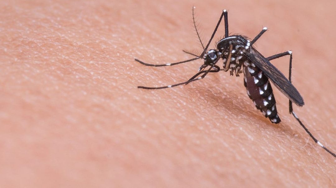 No Dengue Fever Outbreak In Barbados
