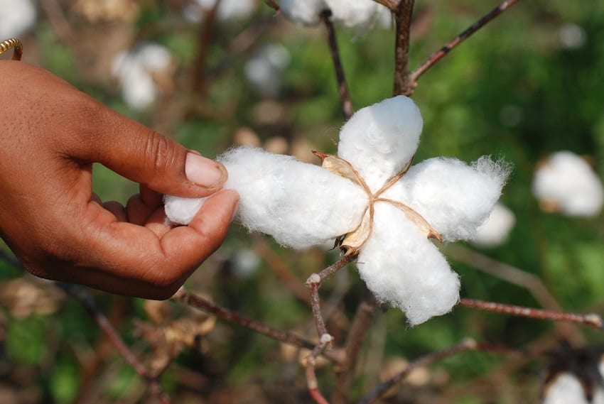 Barbadians Needed To Harvest Cotton