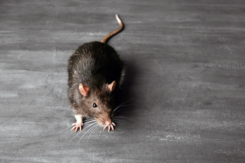 Health Ministry Tackling Rat Problem