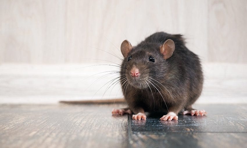 Corporate Barbados & Health Ministry Join Forces To Combat Rat Problem