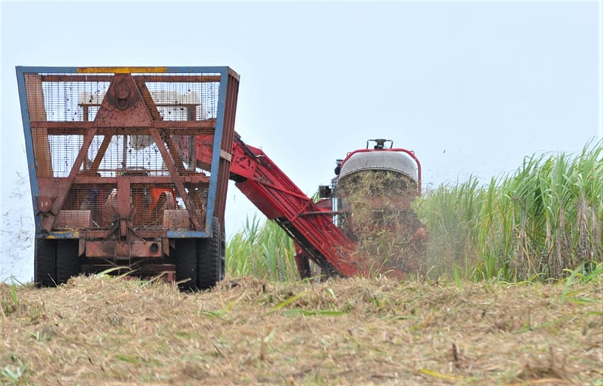 Higher Yields Projected For 2021 Sugar Crop