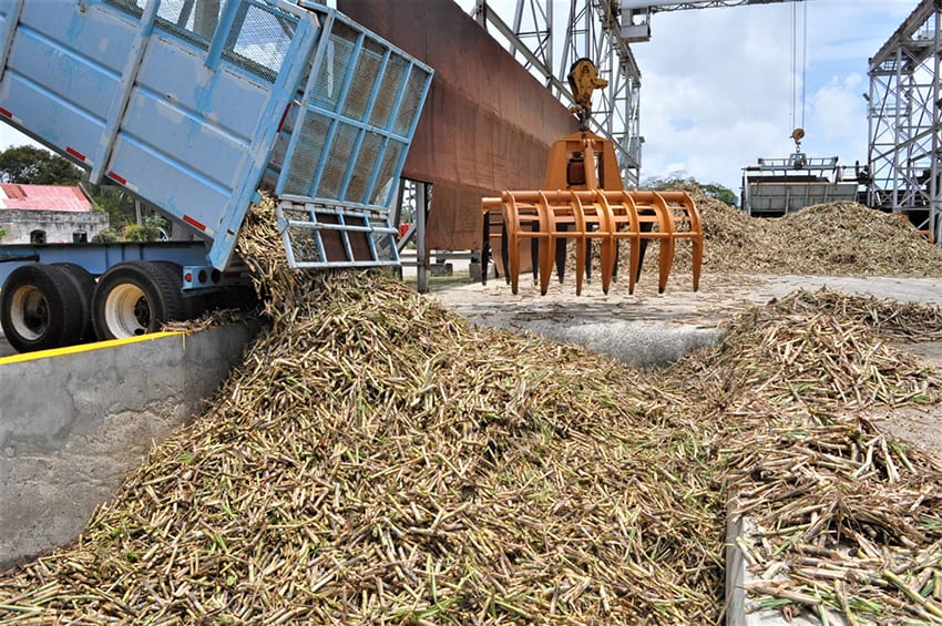 Sugar Cane Harvest To Start On March 14