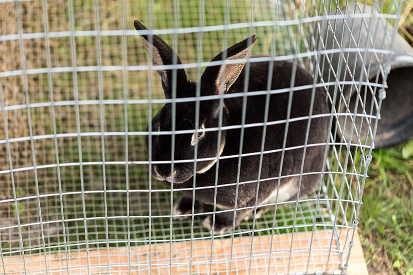 Youth Learn About Rabbit Rearing