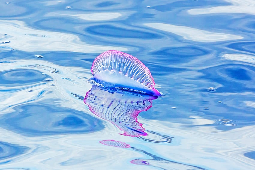 Portuguese Man-Of-War Spotted In Water