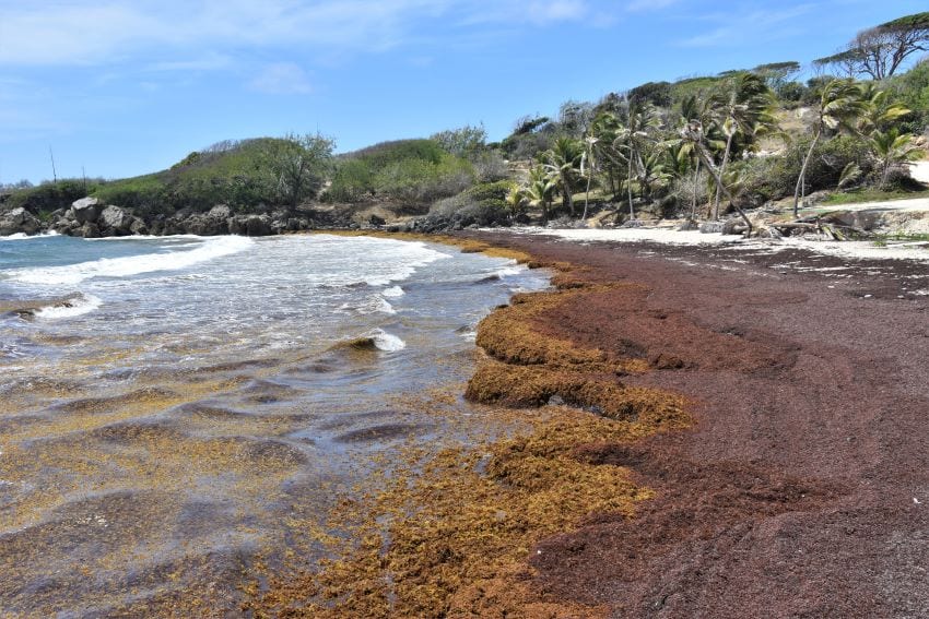 Sargassum Influxes Coming; Beach Cleaning As Usual