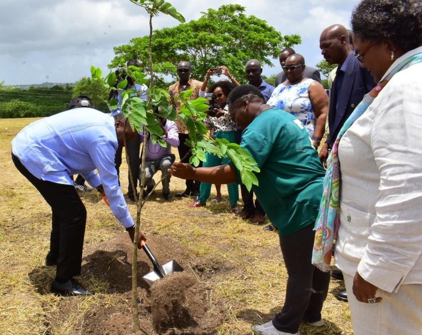 Tree Planting A Reunification Of Our People