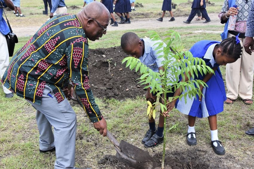 600,000 Trees For We Gatherin’ Barbados 2020