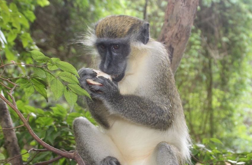 Ministry Considering Options To Address Monkey Issues