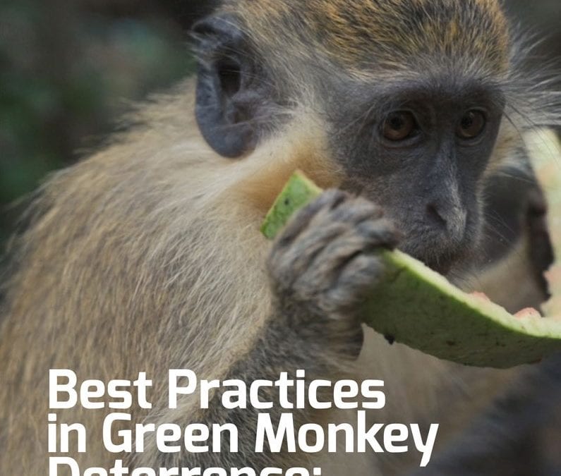 Monkey Deterrence Manual Available For Download