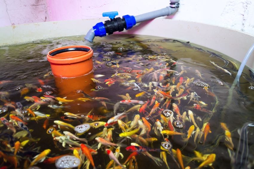 FAO-Funded Aquaponics Project Launched