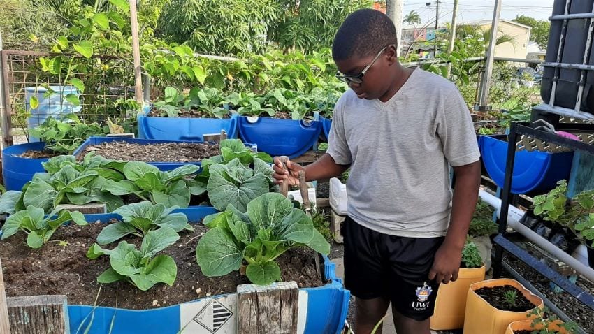 Thumbs Up For Urban Agricultural Programme