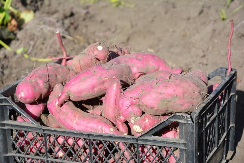 Efforts On To Ensure Growth Of Sweet Potato