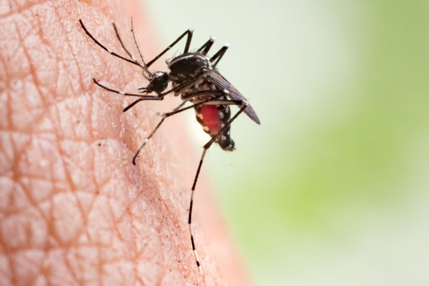 Health Ministry Monitoring Dengue Cases