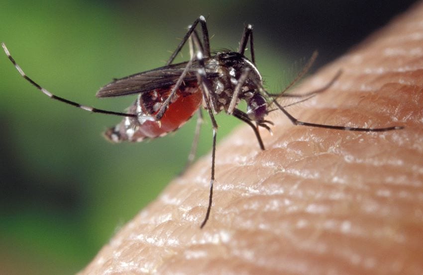 Be Alert To Dengue Amid COVID-19 Pandemic