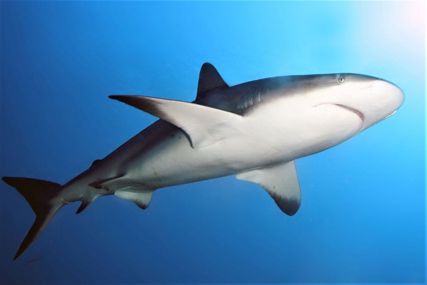 Warning About Shark Sightings In Caribbean