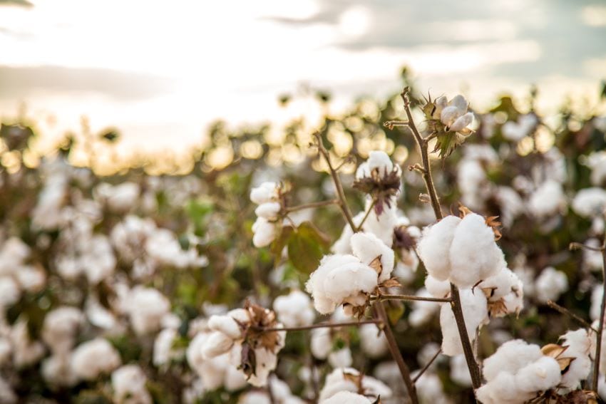 Barbadians Needed To Harvest Cotton