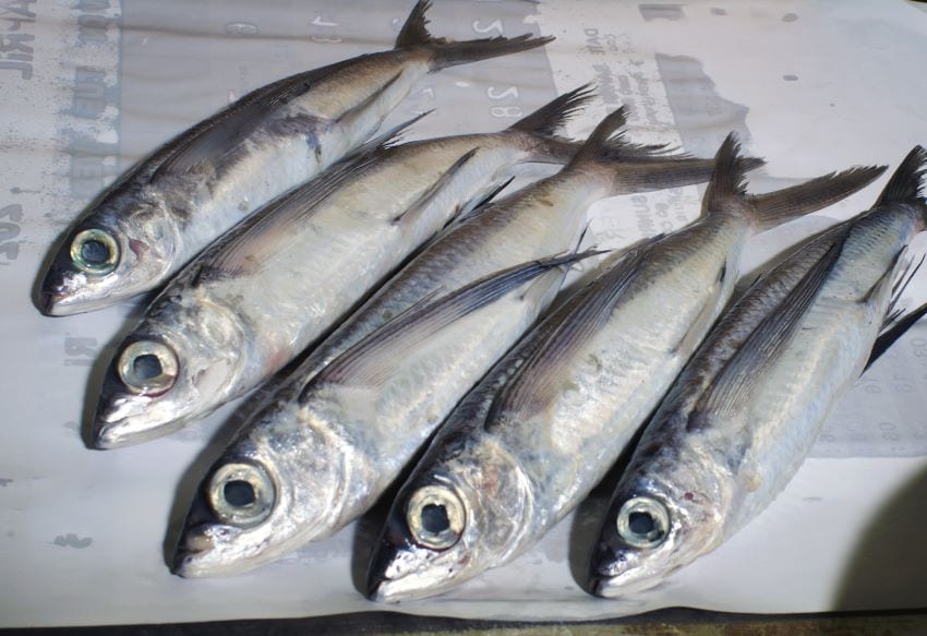 Extended Opening Hours For Fish Markets