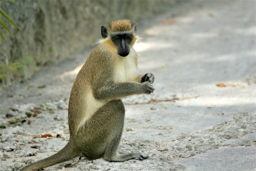 Three Reasons For Explosion Of Monkey Population