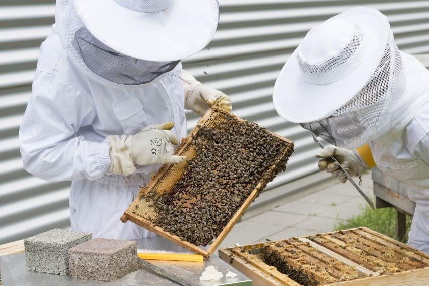 NCC Holding Beekeeping Classes; Register Now