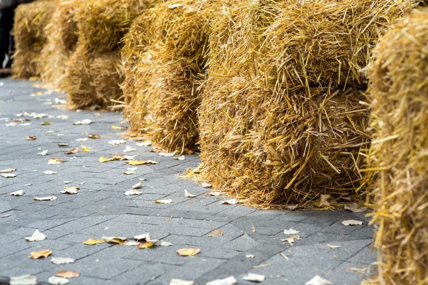 Hay Cubes Available At Animal Nutrition Unit