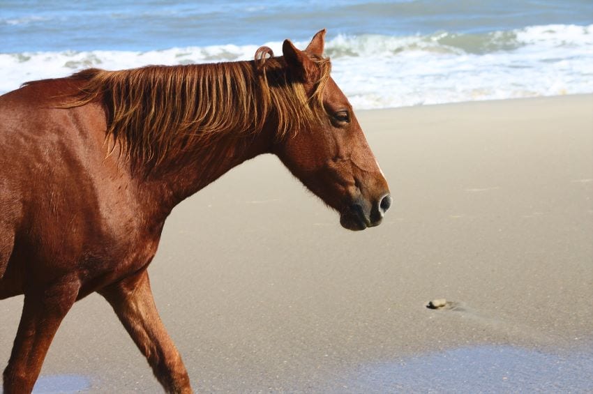 NCC: Horses Only Allowed On Certain Beaches