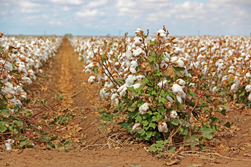 Sea Island Cotton Harvesters Needed