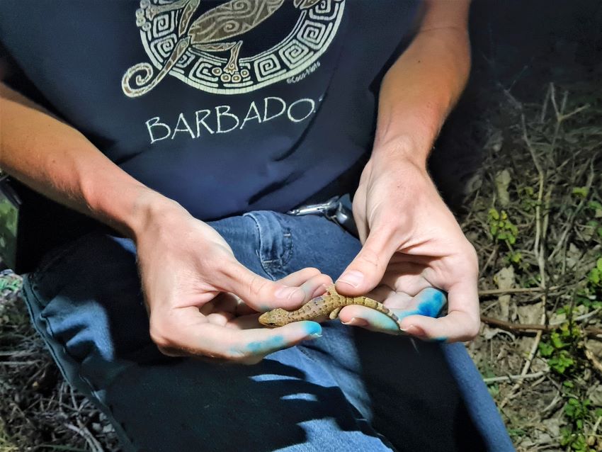 Protecting Barbados’ Leaf-Toed Gecko