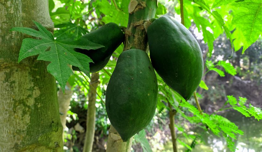 Barbados Developing Plan For Sustainable Papaya Industry