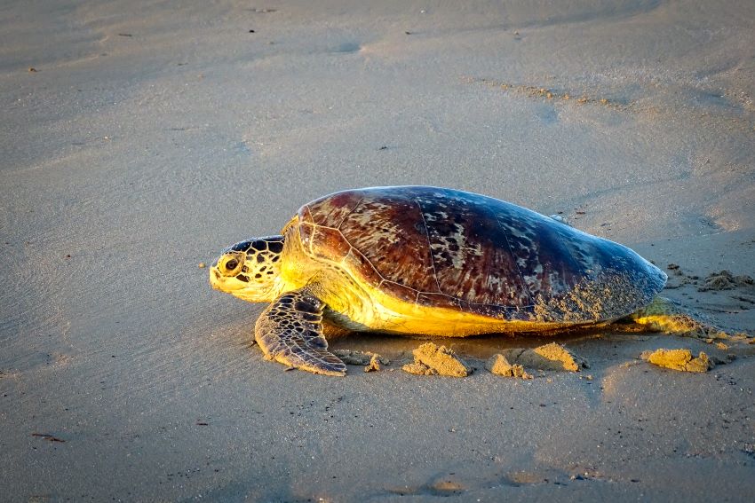 Public Urged To Leave Nesting Sea Turtles | GIS